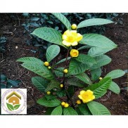 [Cây dược liệu] - Cây trà hoa vàng (ảnh thật)- Chè hoa vàng -Không giao dc 19 tỉnh Miền Nam